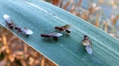 Mravlje s krili: kdo so in kako se znebiti